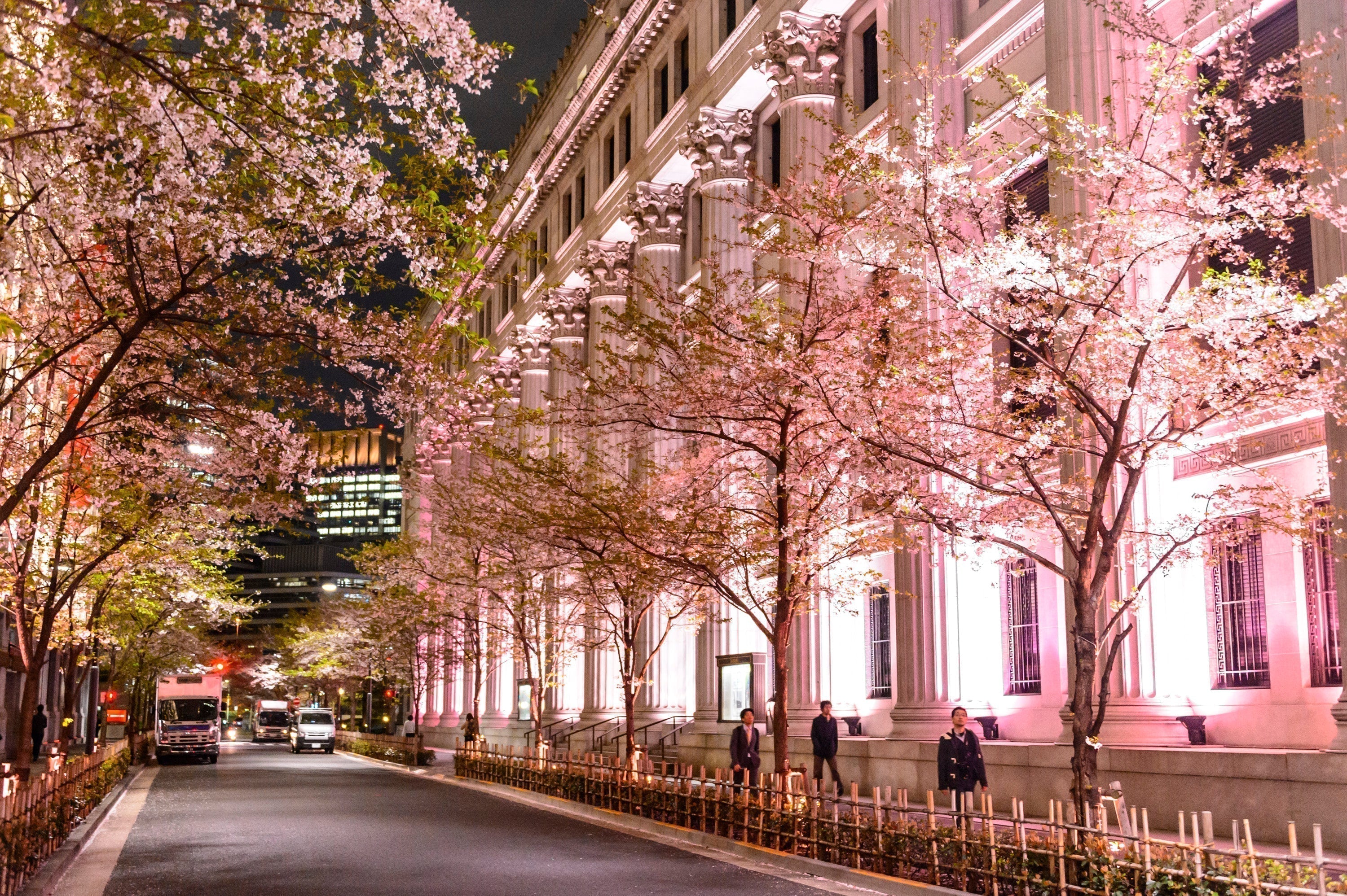 SAKURA FES NIHONBASHI 2025“绽放的日本桥”