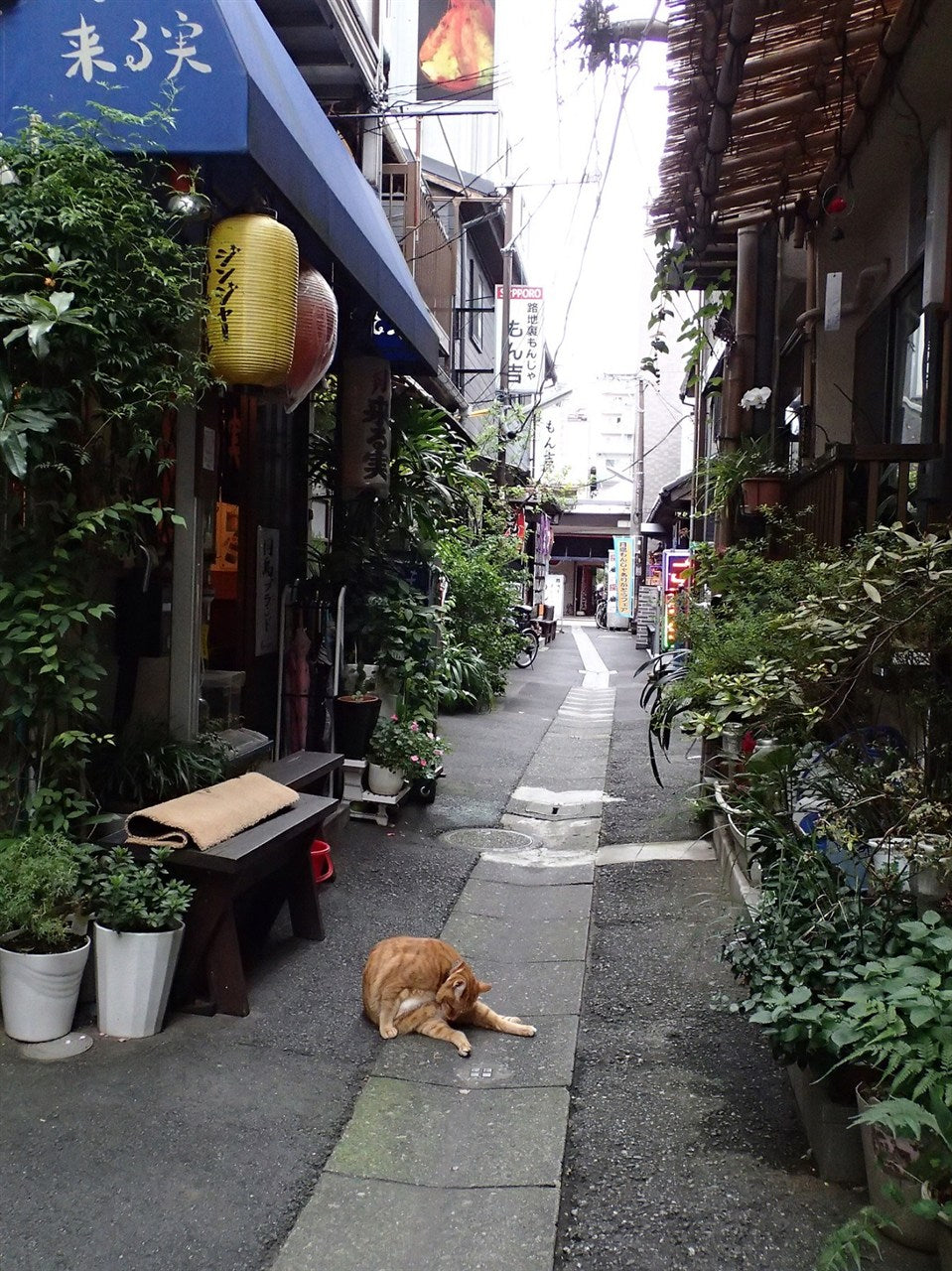 胡同里天堂