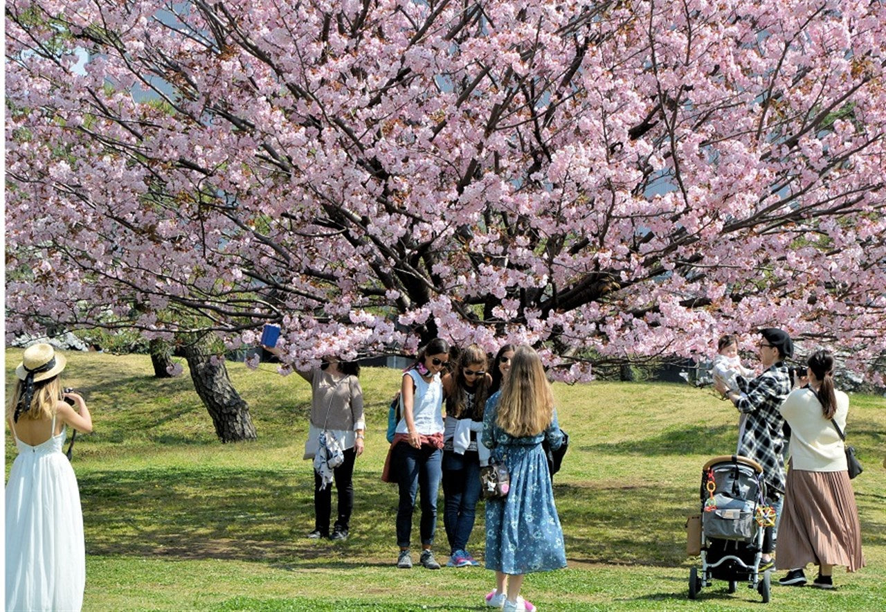 漂浮在樱花上