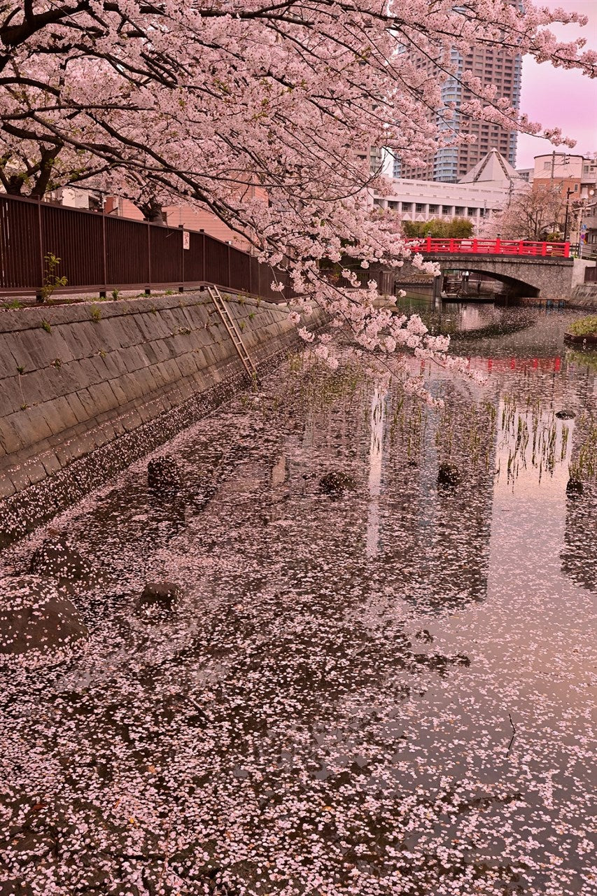 花筏