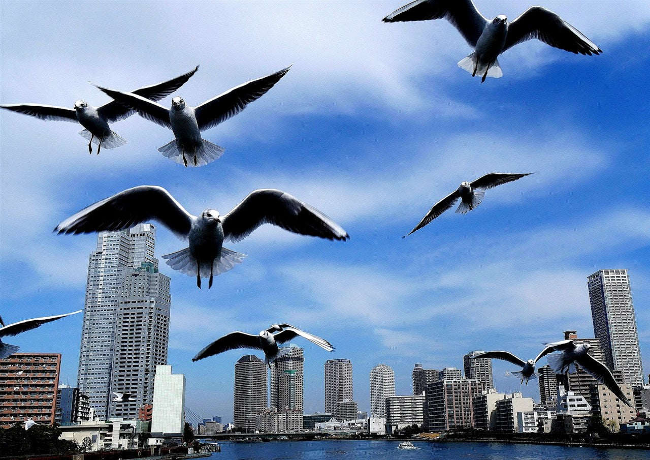 海鸥跳舞